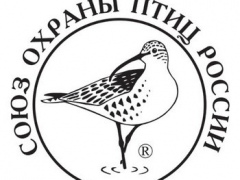 Птица 2020 года